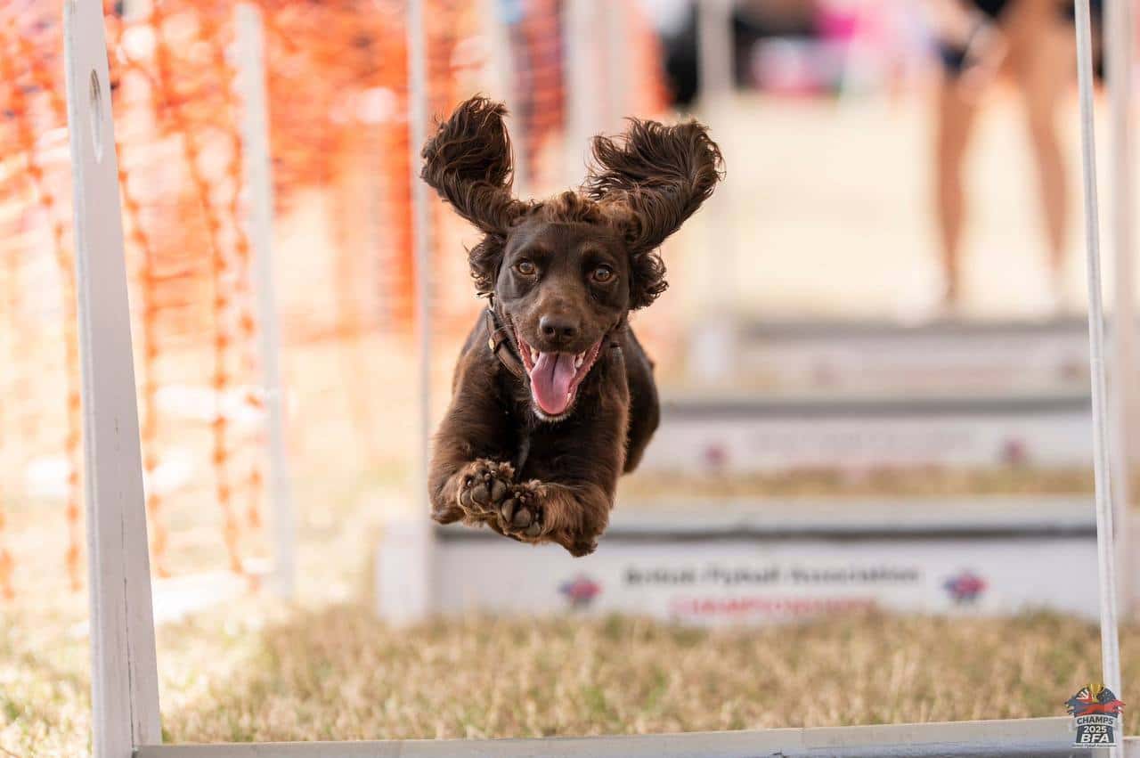 Bella flying over a hurdle, ears up